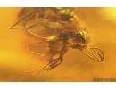 4 Winged Ants: Formicidae ?Gnamptogenys sp., Crane Fly Limoniidae, Spider and More. Fossil inclusions in Dominican amber #8216D