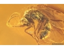4 Winged Ants: Formicidae ?Gnamptogenys sp., Crane Fly Limoniidae, Spider and More. Fossil inclusions in Dominican amber #8216D