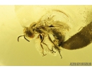 Rare aphid wasp, Apoidea, Pemphredonidae. Fossil inclusion in Baltic amber #8217