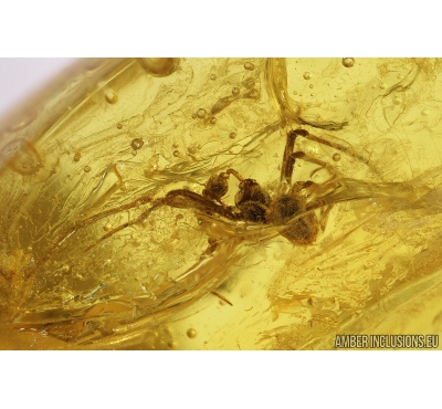 Comb-footed spider, Theridiidae and Scorpion fly legs, Mecoptera. Fossil inclusions in Baltic amber #8221a