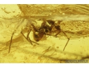 Comb-footed spider, Theridiidae and Scorpion fly legs, Mecoptera. Fossil inclusions in Baltic amber #8221a