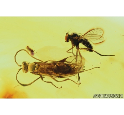 Hymenoptera Ichneumonidae Wasp and Long-legged fly Dolichopodidae . Fossil insects in Baltic amber #8221
