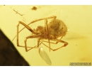 Two spiders in spider web! Probably Theridiidae. Fossil inclusions in Baltic amber #8228