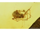 Two spiders in spider web! Probably Theridiidae. Fossil inclusions in Baltic amber #8228