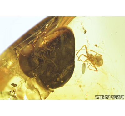 Two spiders in spider web! Probably Theridiidae. Fossil inclusions in Baltic amber #8228