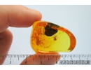 Two spiders in spider web! Probably Theridiidae. Fossil inclusions in Baltic amber #8228