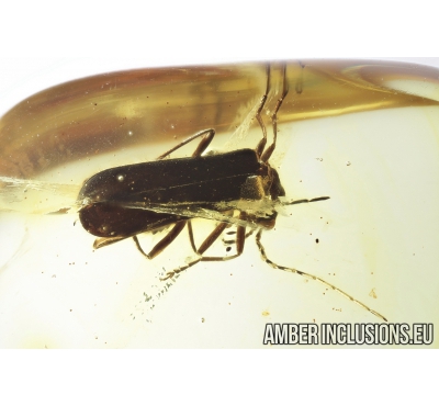 Soldier Beetle Cantharidae: Lycocerus jonasi sp. nov. Fossil insect in Baltic amber #8233