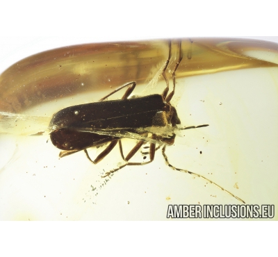 Soldier Beetle, Cantharidae. Fossil insect in Baltic amber #8233