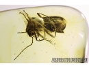 Soldier Beetle Cantharidae: Lycocerus jonasi sp. nov. Fossil insect in Baltic amber #8233