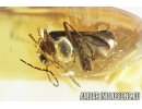 Soldier Beetle Cantharidae: Lycocerus jonasi sp. nov. Fossil insect in Baltic amber #8233