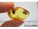Soldier Beetle Cantharidae: Lycocerus jonasi sp. nov. Fossil insect in Baltic amber #8233