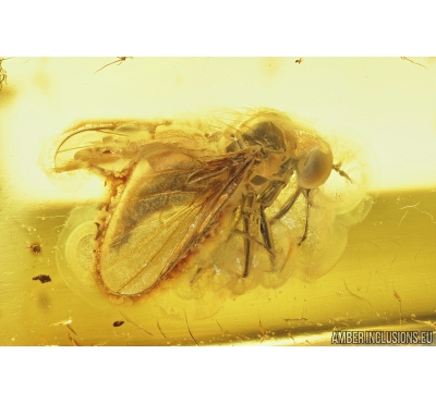 Dance fly: Empididae and Black Scavenger fly: Scatopsidae. Fossil insect in Ukrainian Rovno amber #8242R