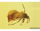 Dance fly: Empididae and Black Scavenger fly: Scatopsidae. Fossil insect in Ukrainian Rovno amber #8242R