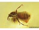 Dance fly: Empididae and Black Scavenger fly: Scatopsidae. Fossil insect in Ukrainian Rovno amber #8242R