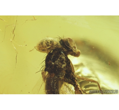 Long-legged fly, Dolichopodidae with Mite. Fossil inclusions in Baltic amber #8243
