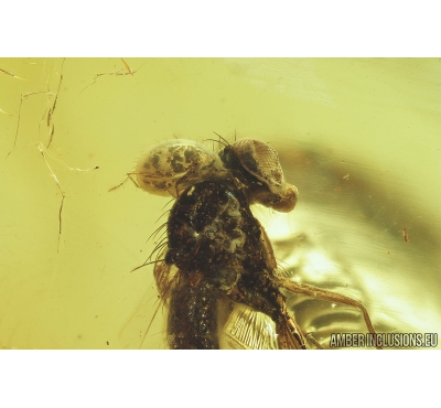 Long-legged fly, Dolichopodidae with Mite. Fossil inclusions in Baltic amber #8243