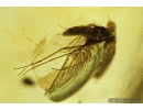 Long-legged fly, Dolichopodidae with Mite. Fossil inclusions in Baltic amber #8243