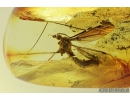 Crane fly Tipulidae and Tanyderidae Primitive Crane Fly. Fossil insects in Baltic amber #8249