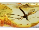 Crane fly Tipulidae and Tanyderidae Primitive Crane Fly. Fossil insects in Baltic amber #8249