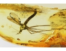 Crane fly Tipulidae and Tanyderidae Primitive Crane Fly. Fossil insects in Baltic amber #8249