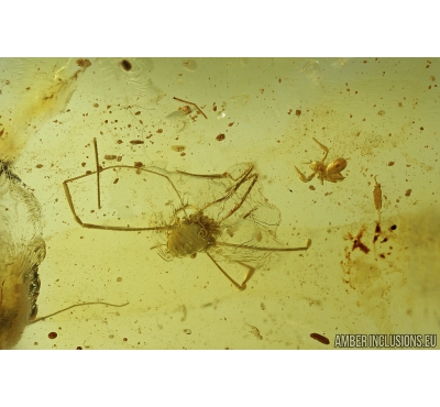 Harvestman, Opiliones, Pseudoscorpion and More. Fossil inclusions in Baltic amber #8252