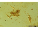 Harvestman, Opiliones, Pseudoscorpion and More. Fossil inclusions in Baltic amber #8252