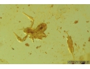 Harvestman, Opiliones, Pseudoscorpion and More. Fossil inclusions in Baltic amber #8252