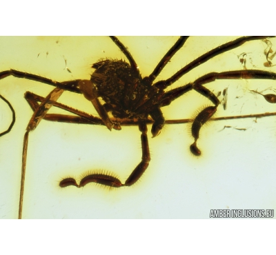 Nice Harvestman, Opiliones. Fossil inclusion in Baltic amber #8253