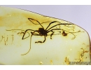 Nice Harvestman, Opiliones. Fossil inclusion in Baltic amber #8253