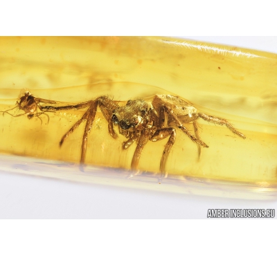 Jumping Spider, Salticidae and Gnat. Fossil inclusions in Baltic amber #8254