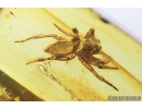 Jumping Spider, Salticidae and Gnat. Fossil inclusions in Baltic amber #8254