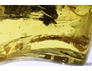 Mammalian hair and More. Fossil inclusions in Baltic amber #8256
