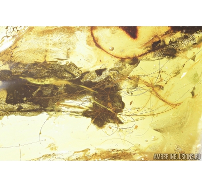 Mammalian hair and More. Fossil inclusions in Baltic amber #8256