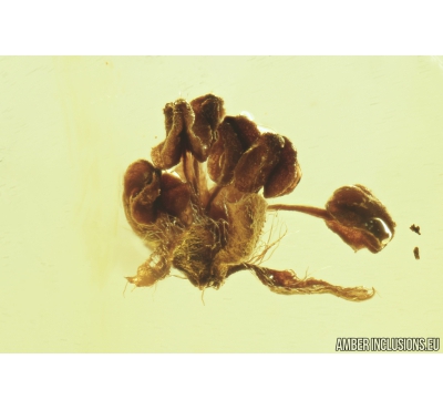 Nice Oak Flower, Plant. Fossil inclusion in Baltic amber stone #8258