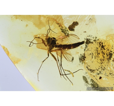 Fungus gnat, Click beetle Elateroidea and 3 Rove beetle Staphylinidae Pselaphinae. Fossil insects in Baltic amber #8262