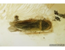 Fungus gnat, Click beetle Elateroidea and 3 Rove beetle Staphylinidae Pselaphinae. Fossil insects in Baltic amber #8262