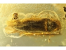 Fungus gnat, Click beetle Elateroidea and 3 Rove beetle Staphylinidae Pselaphinae. Fossil insects in Baltic amber #8262