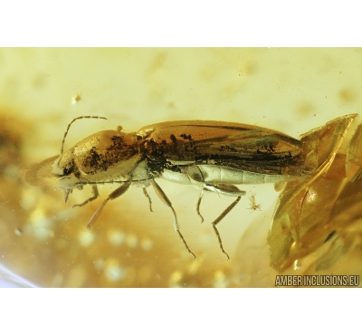 Click beetle, Elateroidea and Beetle Larva. Fossil insects in Baltic amber #8263