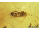 Click beetle, Elateroidea and Beetle Larva. Fossil insects in Baltic amber #8263