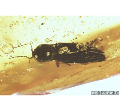 Click beetle, Elateroidea. Fossil insect in Baltic amber #8264