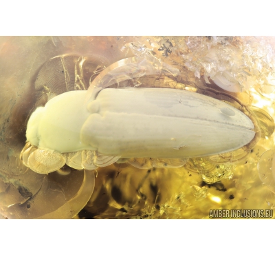 Big 18mm! Click beetle, Elateroidea. Fossil inclusion in Ukrainian amber #8265