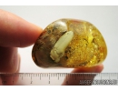 Big 18mm! Click beetle, Elateroidea. Fossil inclusion in Ukrainian amber #8265