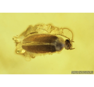 False Flower Beetle, Scraptiidae. Fossil insect in Baltic amber #8266