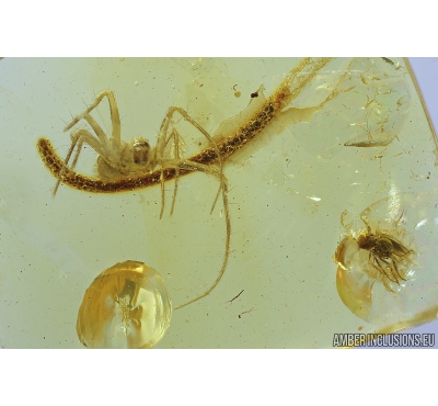 Spider Araneae, Plant and Gnat. Fossil inclusions in Baltic amber stone #8267
