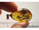 ARCHAEIDAE, PARADOXA, DAWN SPIDER. Fossil inclusion in Baltic amber pendant #8268