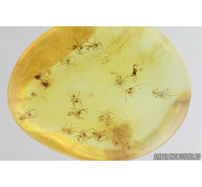 Many small spiders and cocoon fragment. Fossil inclusions in Baltic amber #8269