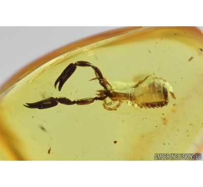 Pseudoscorpion. Fossil inclusion in Baltic amber #8270