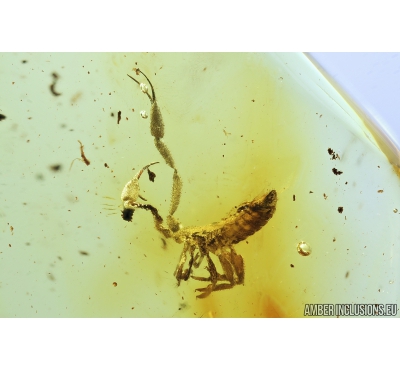 Pseudoscorpion. Fossil inclusion in Baltic amber #8271