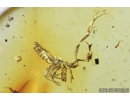 Pseudoscorpion. Fossil inclusion in Baltic amber #8271