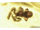 Pseudoscorpion and Fungus gnat. Fossil inclusions in Baltic amber #8272